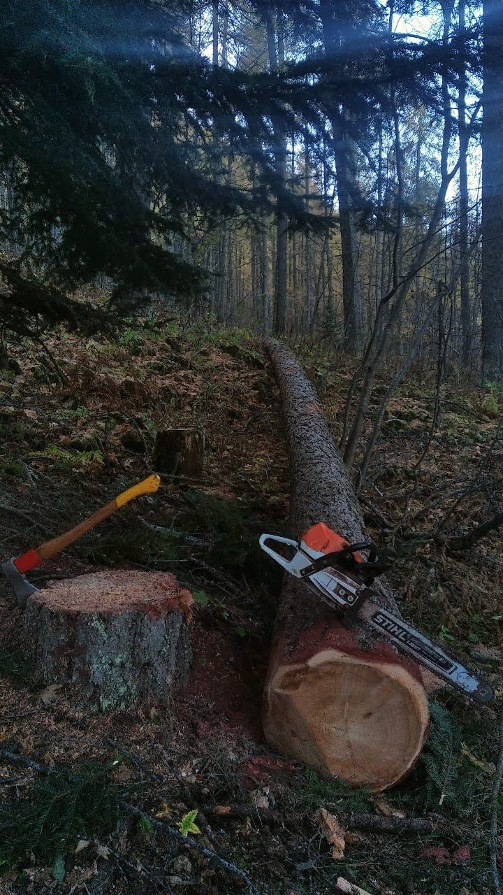 Arbre après intervention