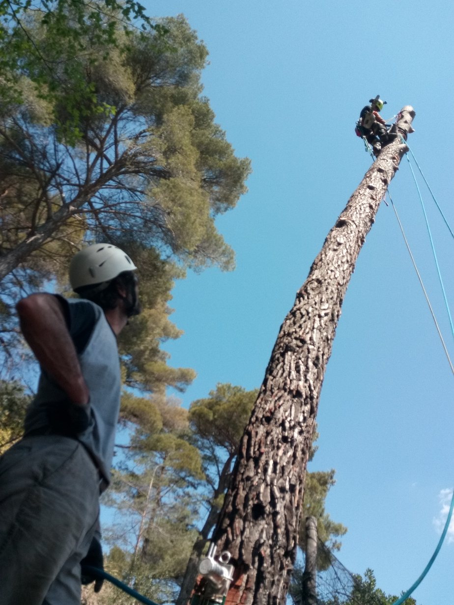 Démontage d'un pin en hauteur